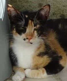Xena, female Mixed Breed for adoption at Bianca APS