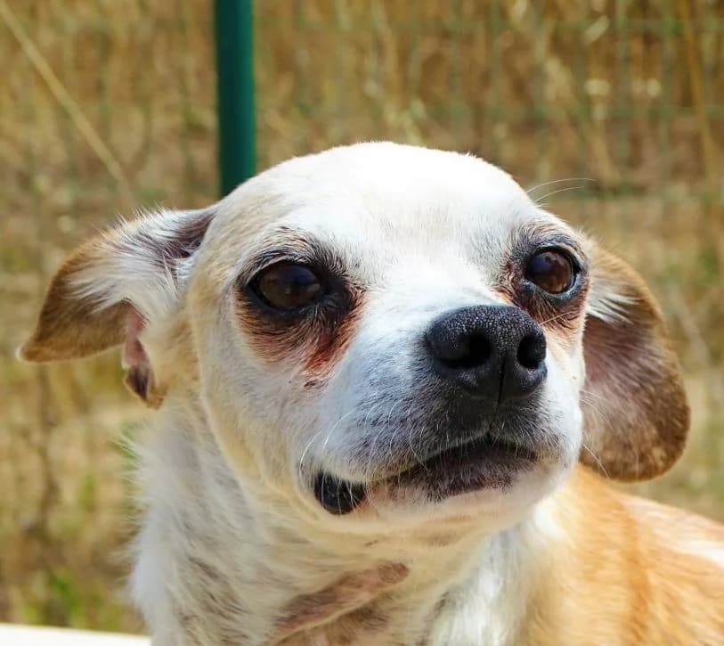Quim, male Mixed Breed for adoption at Bianca APS