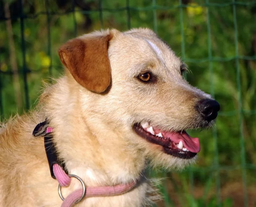Patrick, male Mixed Breed for adoption at Bianca APS