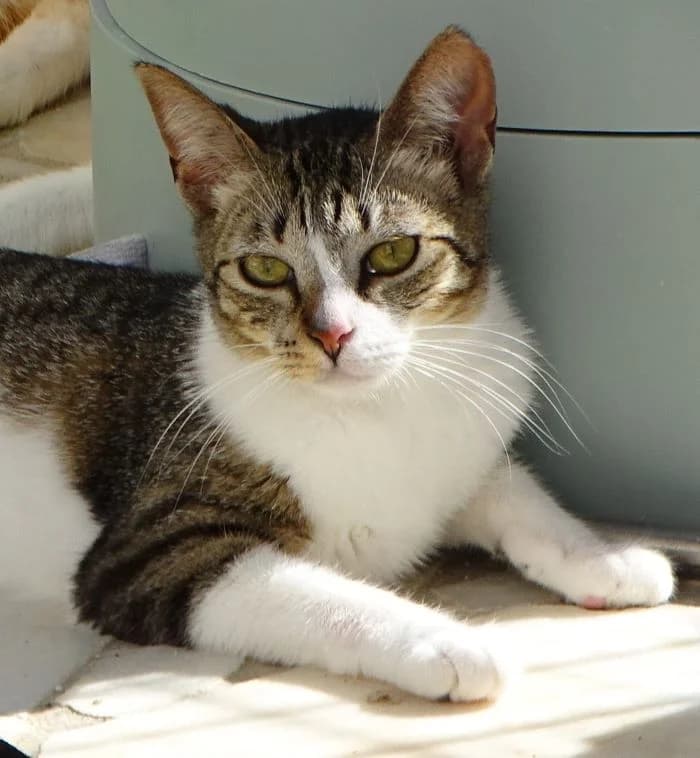Olivia, female Mixed Breed for adoption at Bianca APS