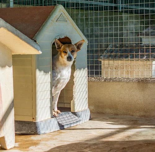 Liz,  Mixed Breed for adoption at Bianca APS