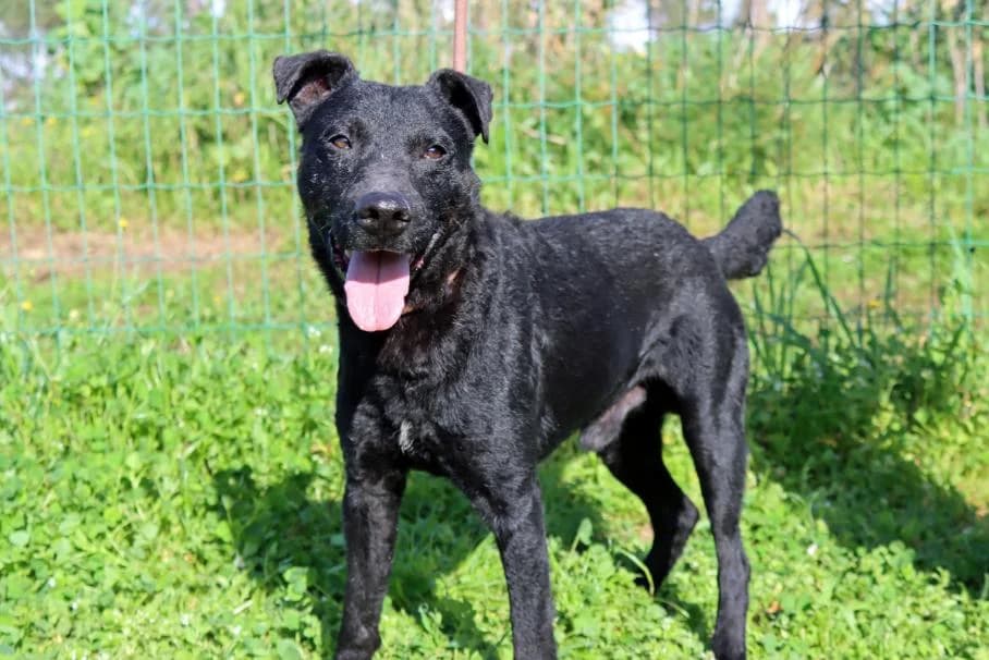 Mateus – Reservado, male Mixed Breed for adoption at Bianca APS