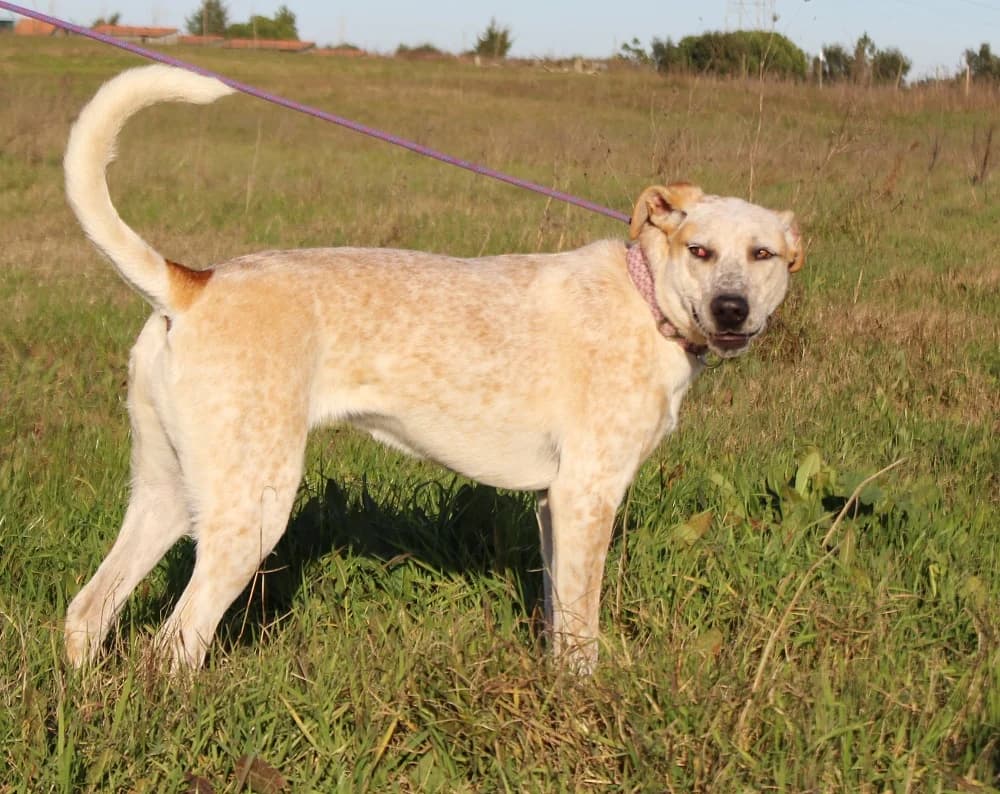ROSIE, Mixed Breed (O Cantinho da Milu)
