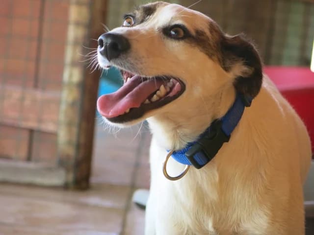 KIT, Branco male senior Mixed Breed for adoption at O Cantinho da Milu, Lisbon