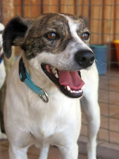 KAT, Mixed Breed (O Cantinho da Milu)