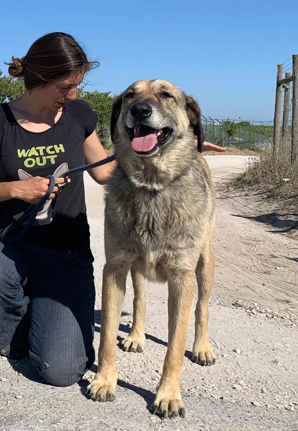SEBASTIAO, Castanho male senior Mixed Breed for adoption at O Cantinho da Milu, Lisbon