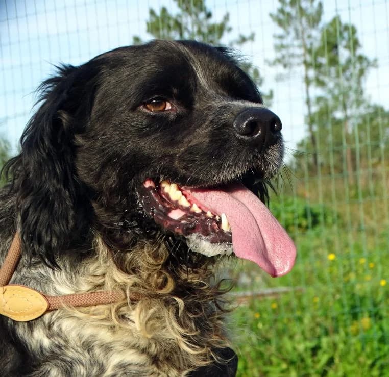 Xico, male Mixed Breed for adoption at Bianca APS