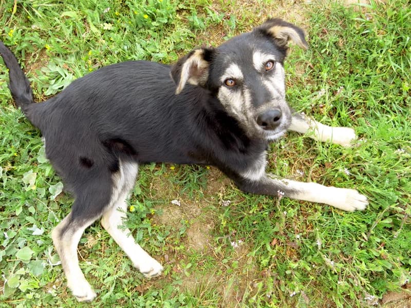 AIKA, female senior Mixed Breed for adoption at O Cantinho da Milu, Lisbon