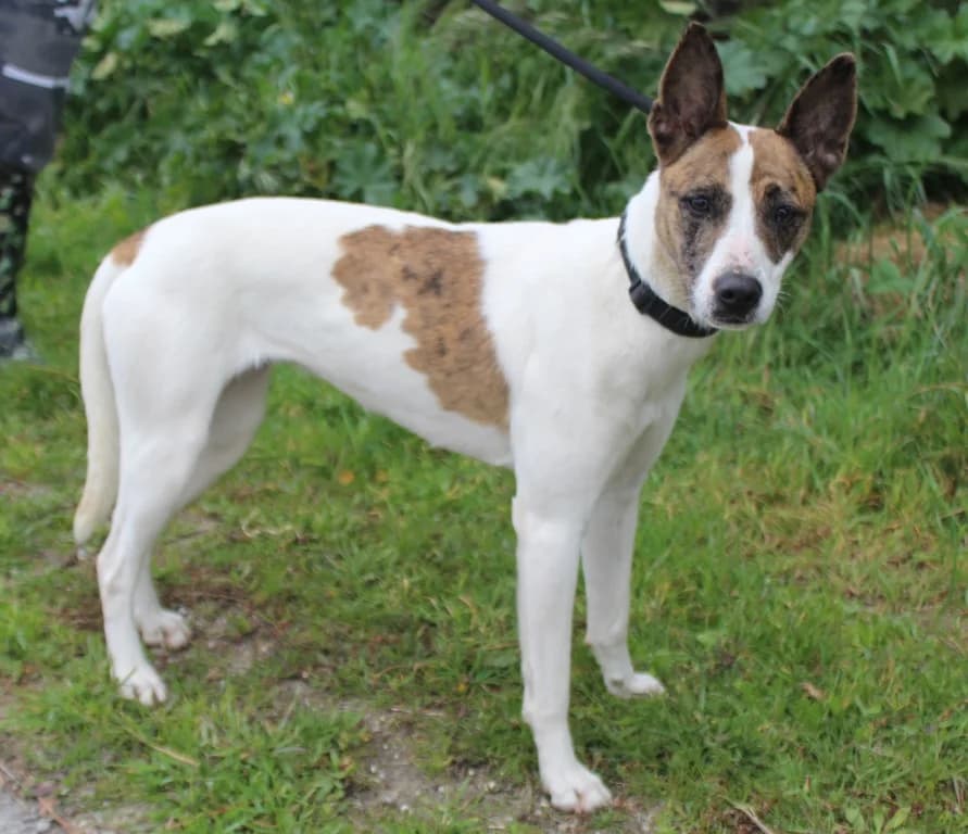 LISA, Mixed Breed (O Cantinho da Milu)
