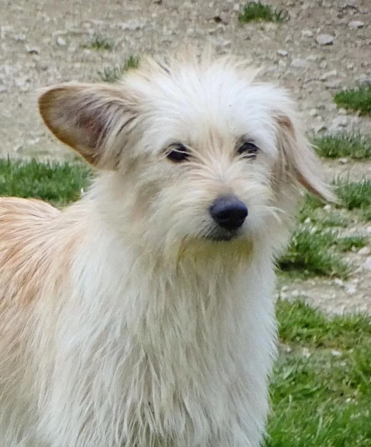 Zaza, female 4yo Mixed Breed for adoption at Bianca APS