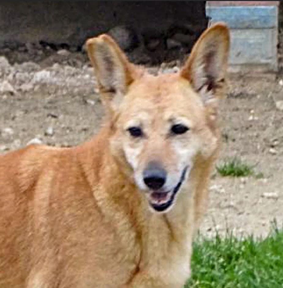 Zamba, female Mixed Breed for adoption at Bianca APS