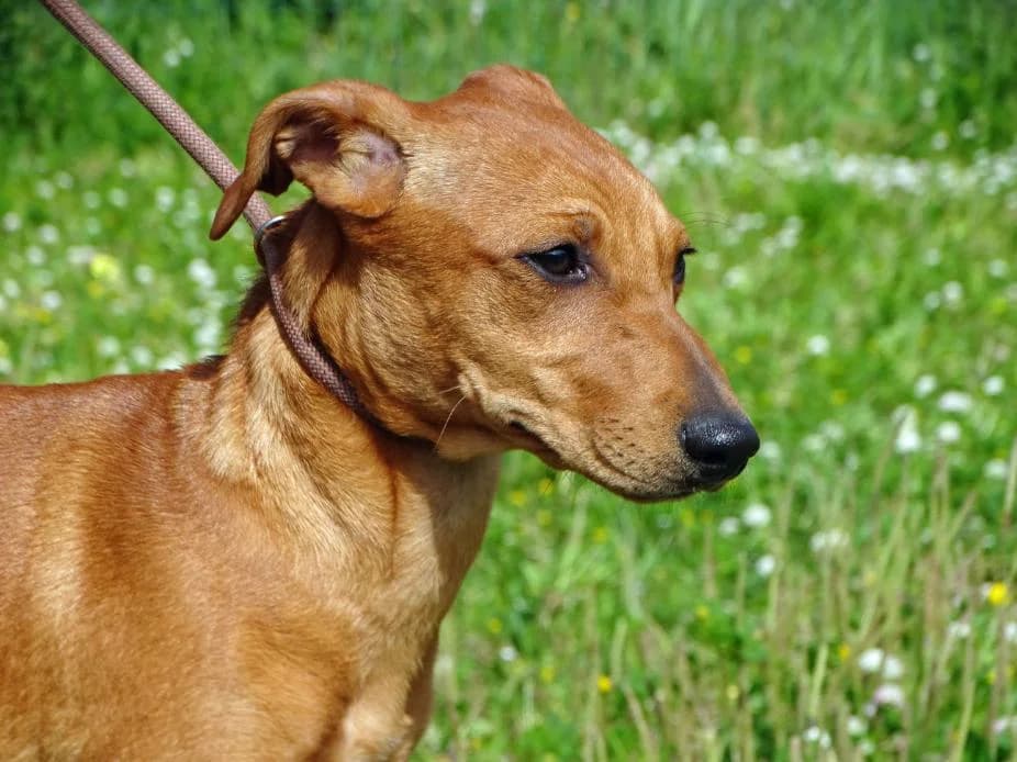 Ciana – Reservada, female young Mixed Breed for adoption at Bianca APS