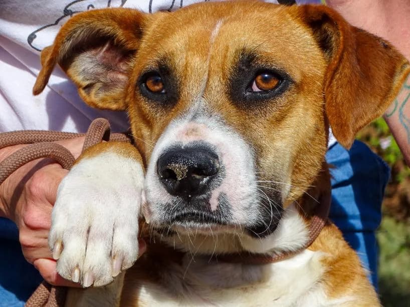 Ragnar, male Mixed Breed for adoption at Bianca APS