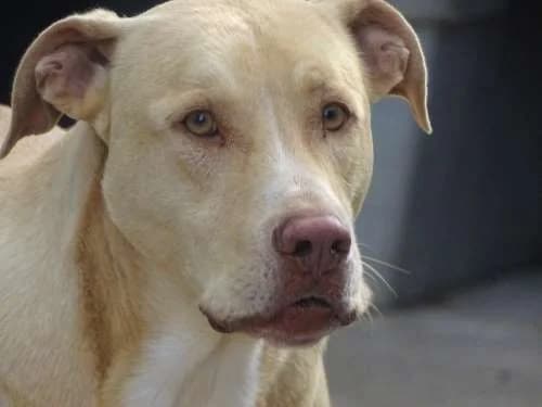 Tibo, male Mixed Breed for adoption at Bianca APS