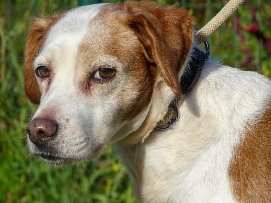 Lassie, female Mixed Breed for adoption at Bianca APS