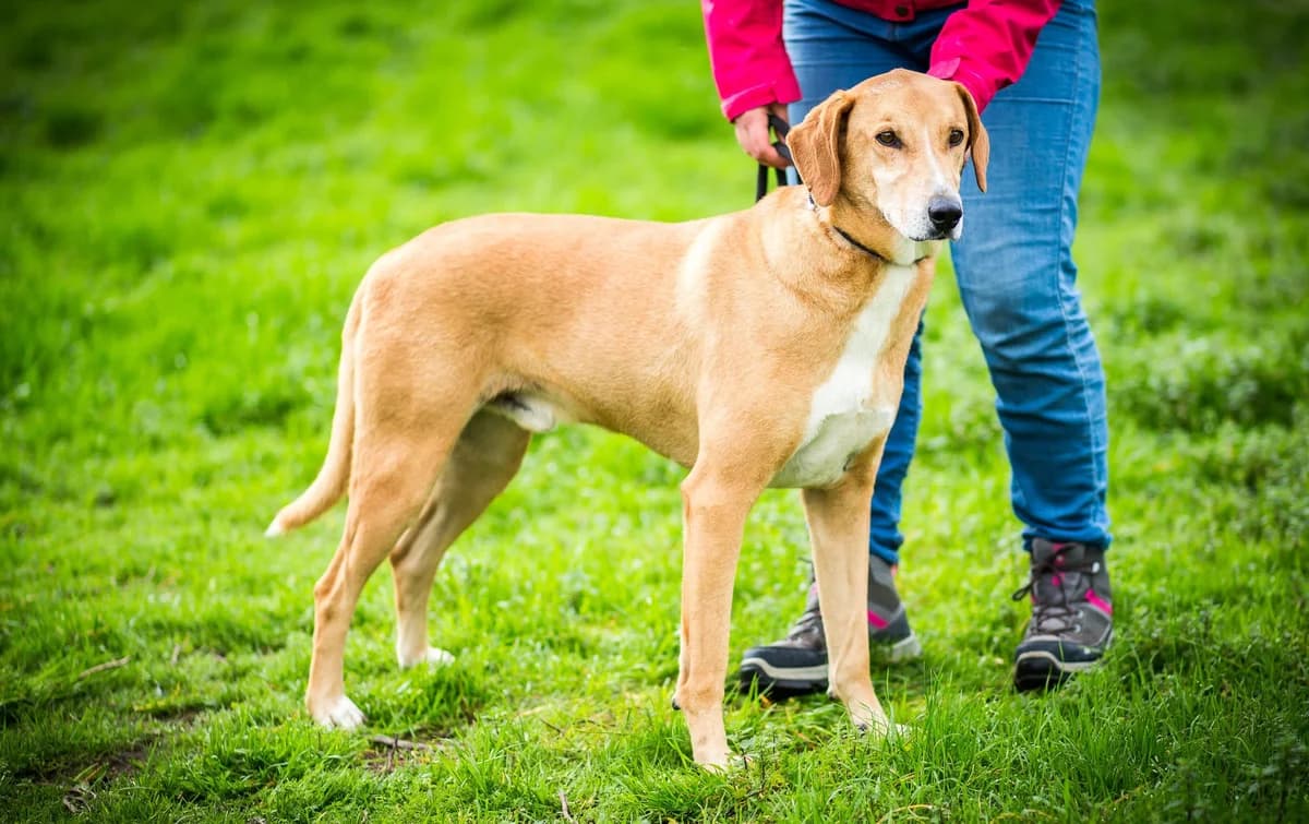 MADDOX, Mixed Breed (O Cantinho da Milu)