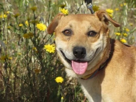 Bolinhas, male Mixed Breed for adoption at Bianca APS