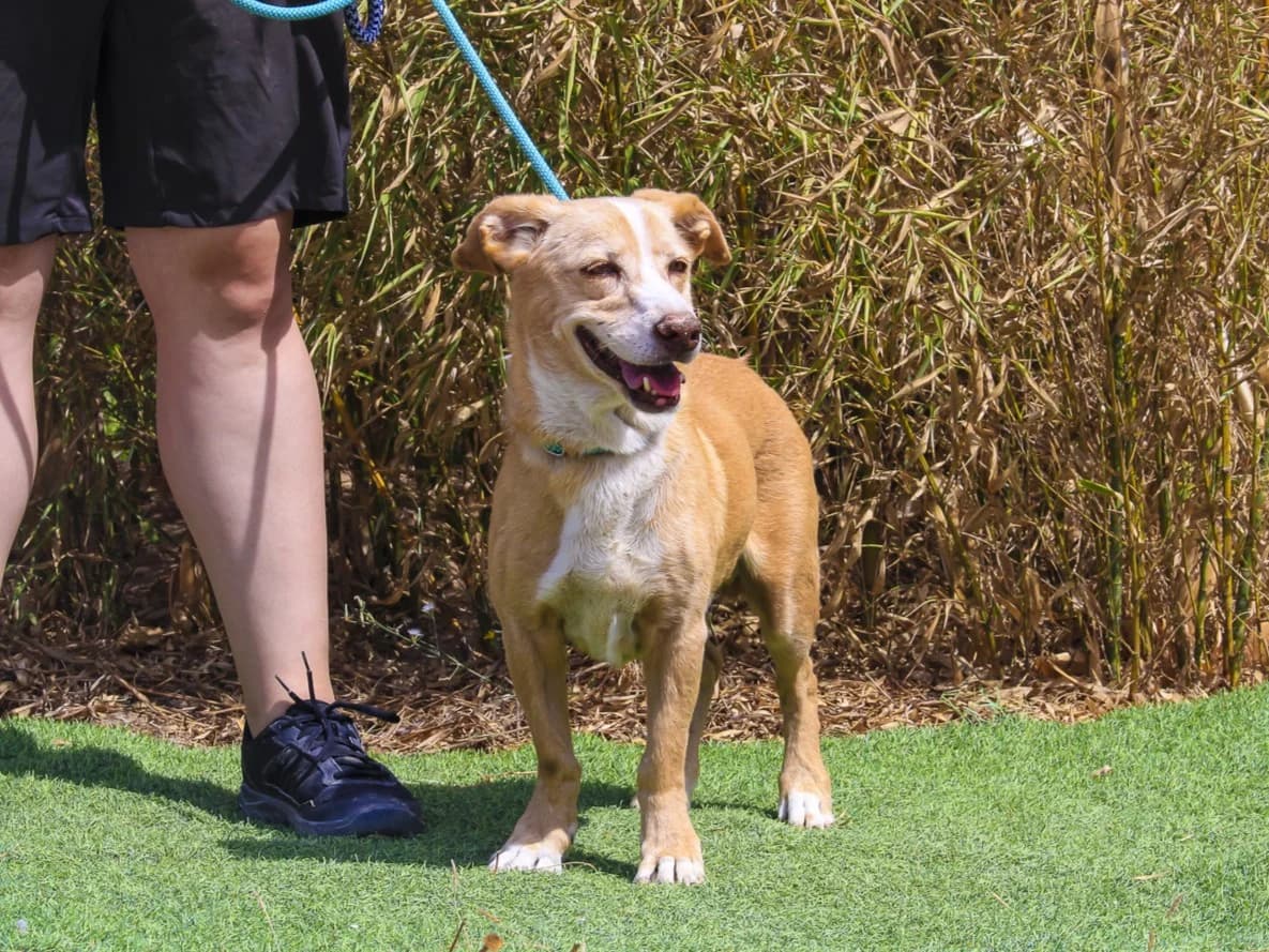 YUPI, Castanho e Branco male senior Mixed Breed for adoption at O Cantinho da Milu, Lisbon