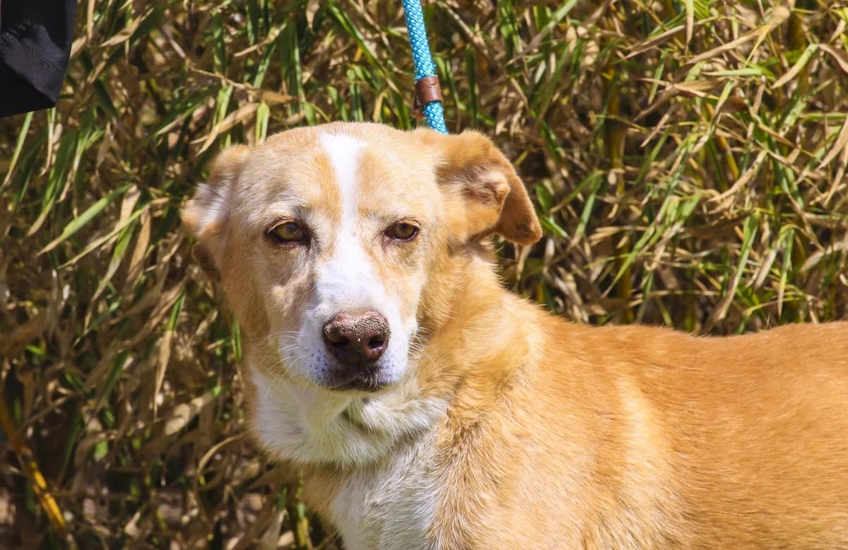 YUPI, Castanho e Branco male senior Mixed Breed for adoption at O Cantinho da Milu, Lisbon
