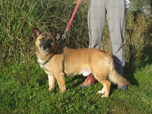 Dikas, male Mixed Breed for adoption at Bianca APS