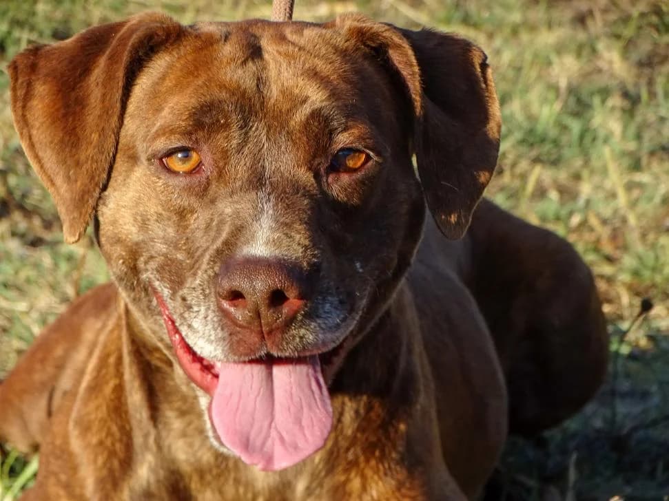 Doris, female Mixed Breed for adoption at Bianca APS