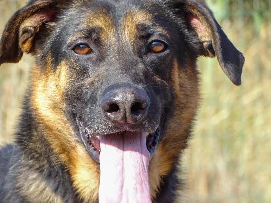 Francesco, male Mixed Breed for adoption at Bianca APS