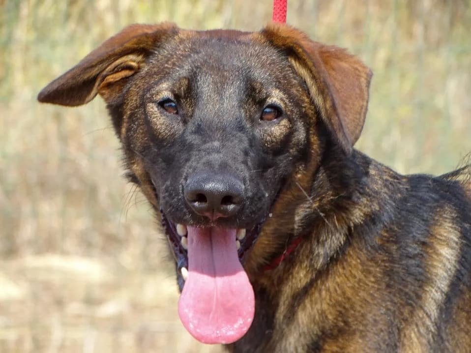 Apollo, male 3yo Belgian Shepherd for adoption at Bianca APS