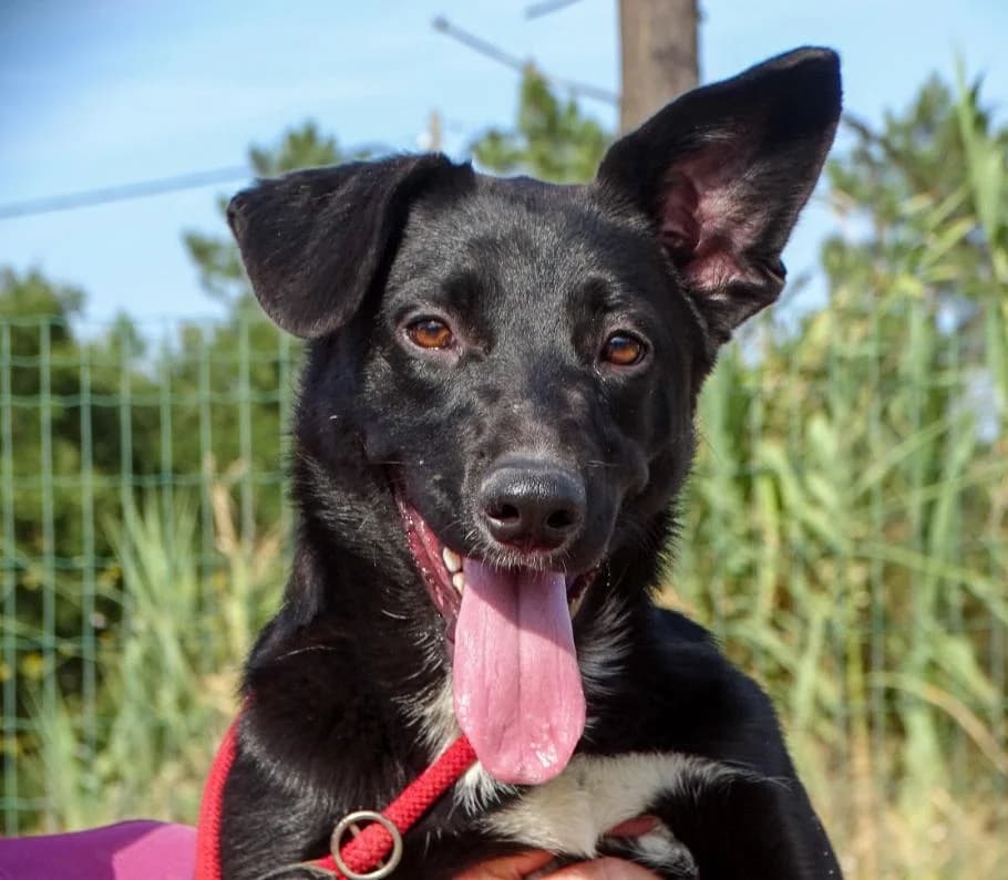 Kira, female 3yo Belgian Shepherd for adoption at Bianca APS