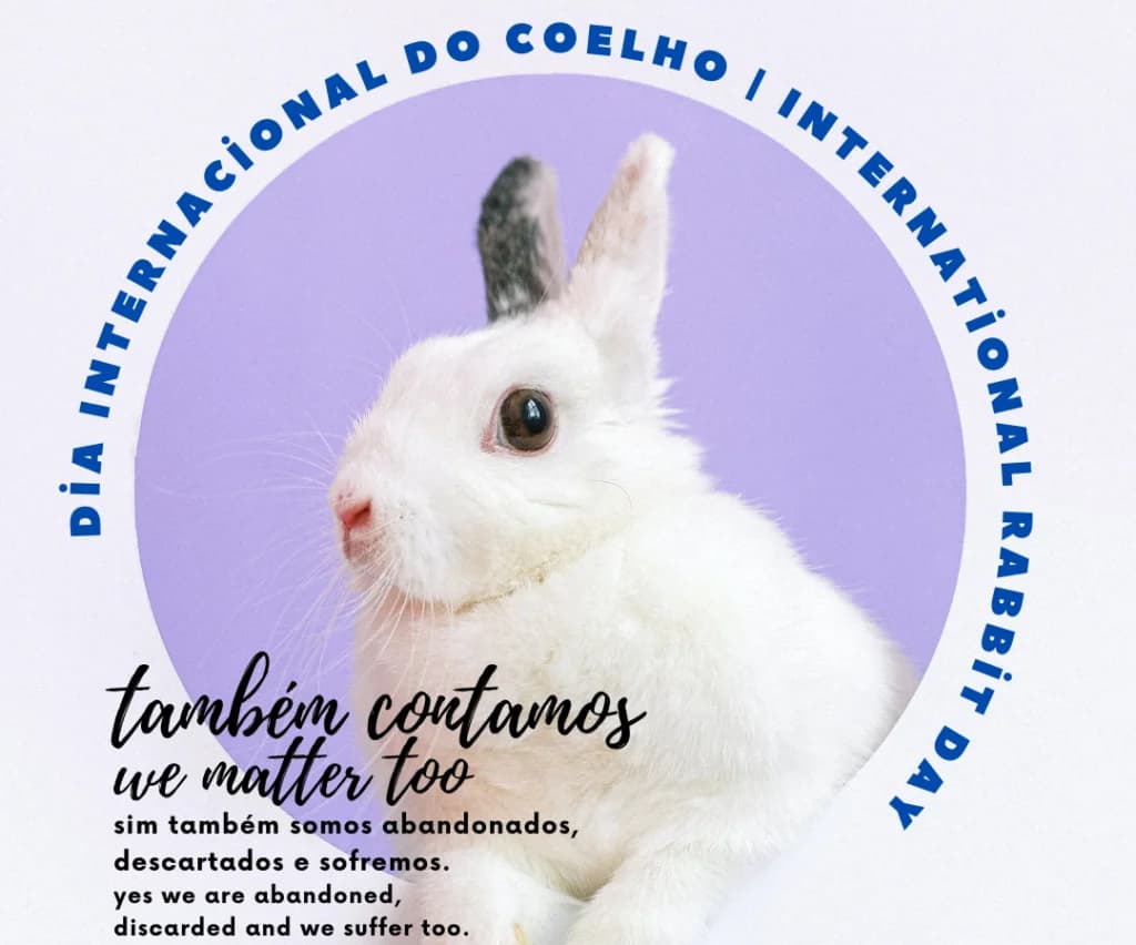 Dia Internacional do Coelho