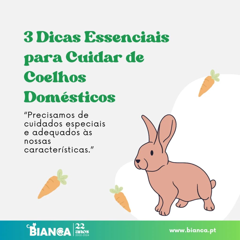 3 Dicas Essenciais para Cuidar de Coelhos Domésticos