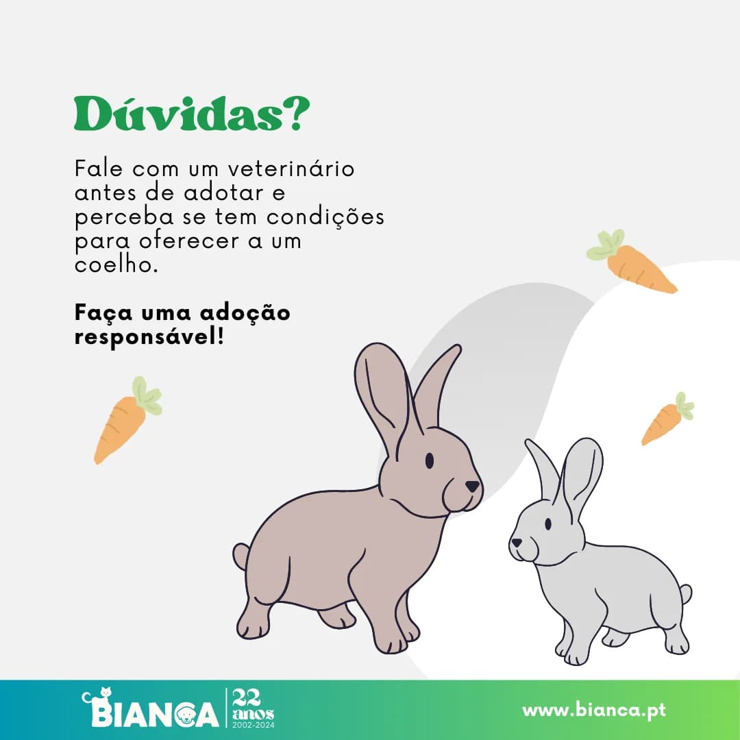 3 Dicas Essenciais para Cuidar de Coelhos Domésticos photo 2