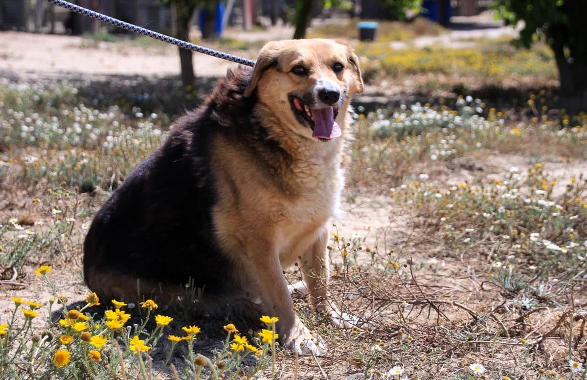 TIETA, Tricolor female senior Mixed Breed for adoption at O Cantinho da Milu, Lisbon