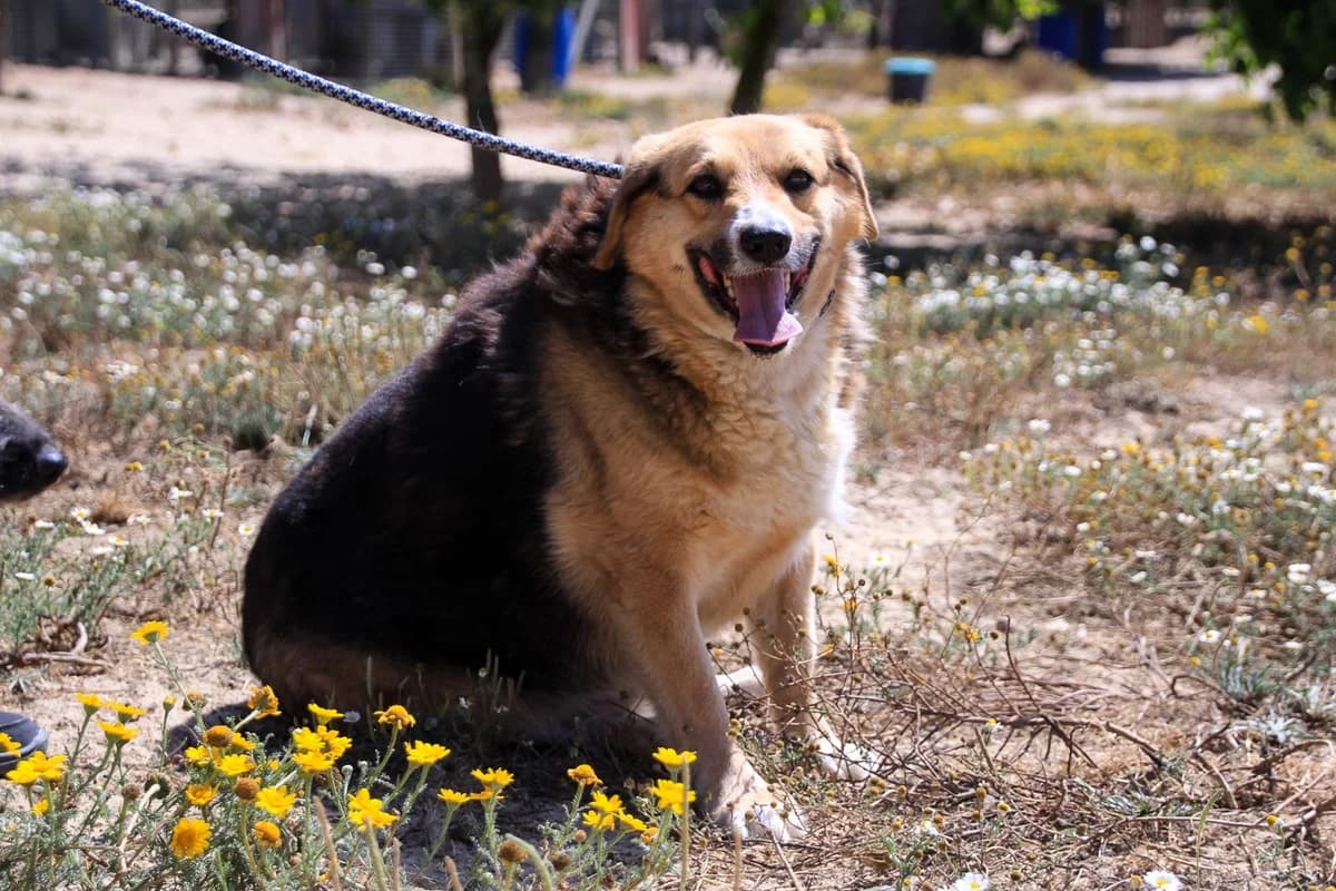 TIETA, Tricolor female senior Mixed Breed for adoption at O Cantinho da Milu, Lisbon