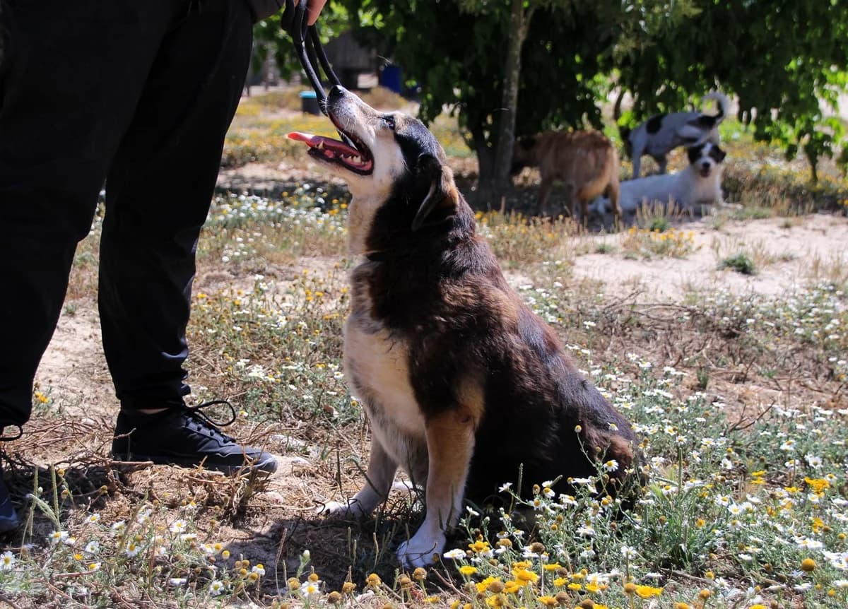 TSUKI, Mixed Breed (O Cantinho da Milu)