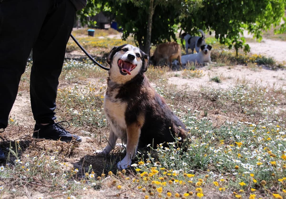 TSUKI, Tricolor female senior Mixed Breed for adoption at O Cantinho da Milu, Lisbon