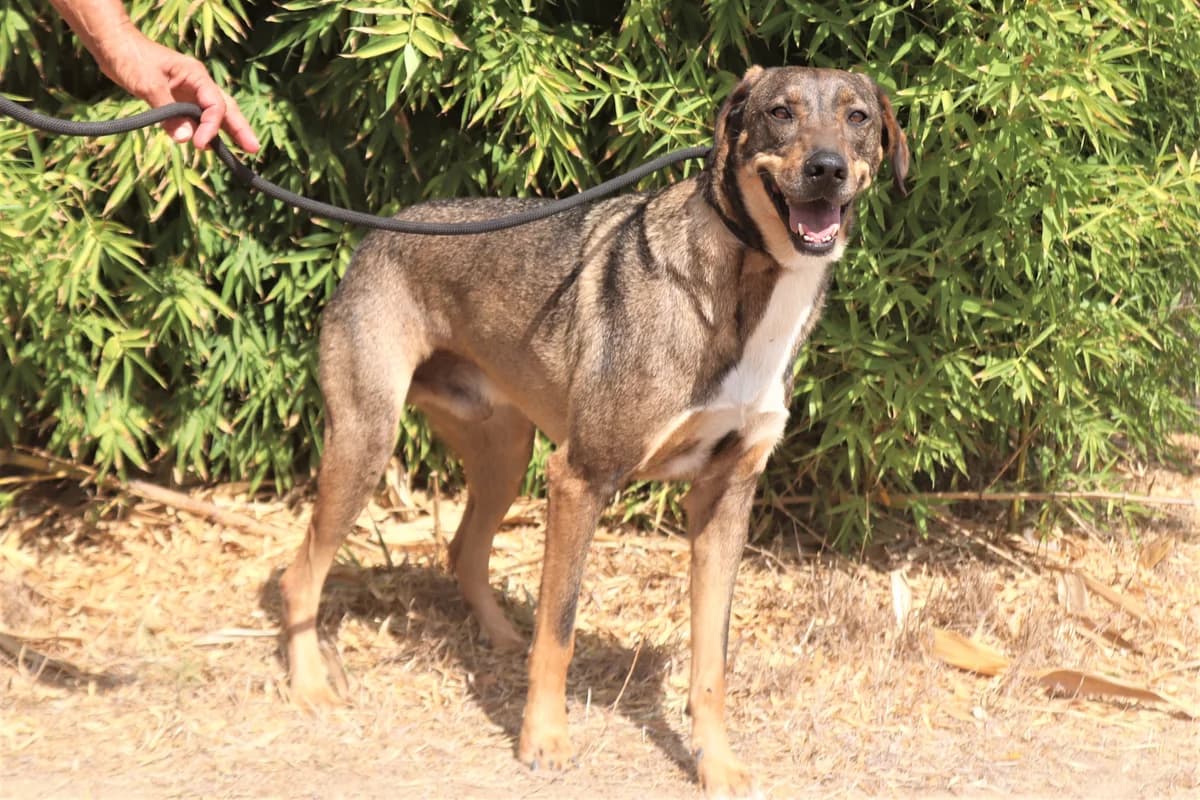 JOAOZINHO, Mixed Breed (O Cantinho da Milu)