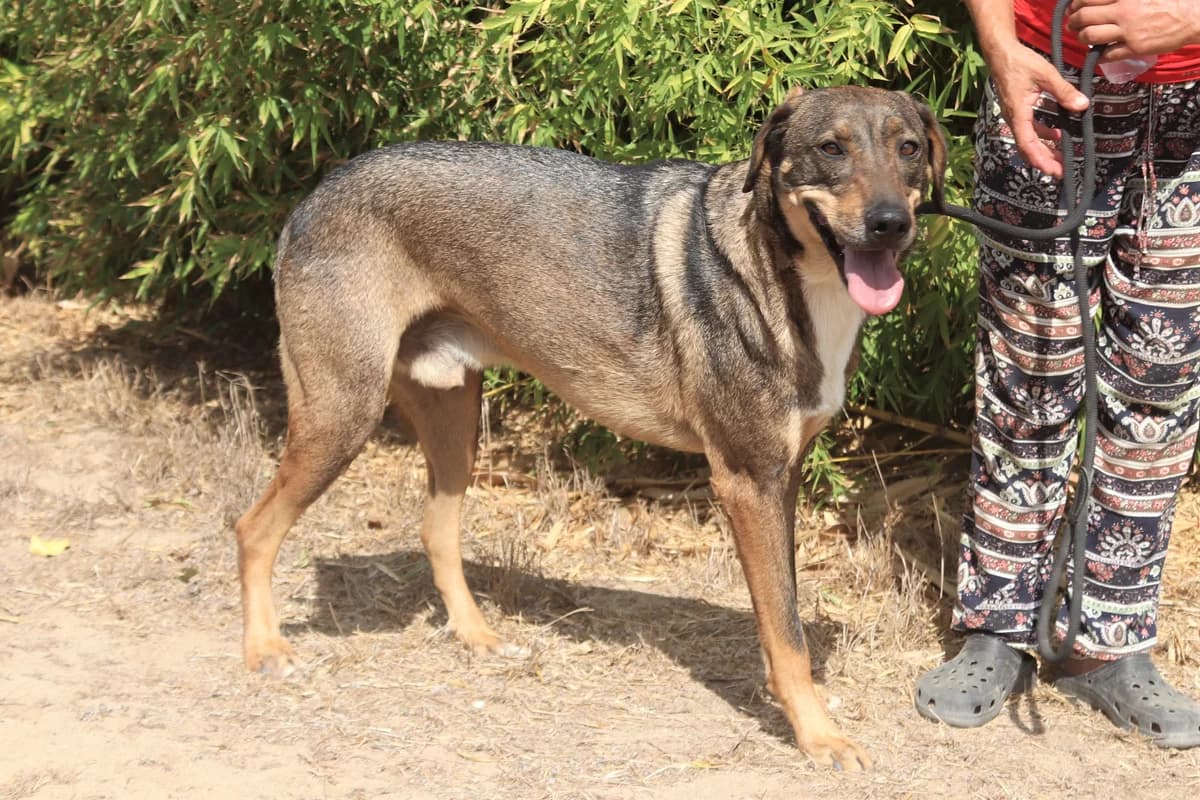 JOAOZINHO, Castanho male senior Mixed Breed for adoption at O Cantinho da Milu, Lisbon