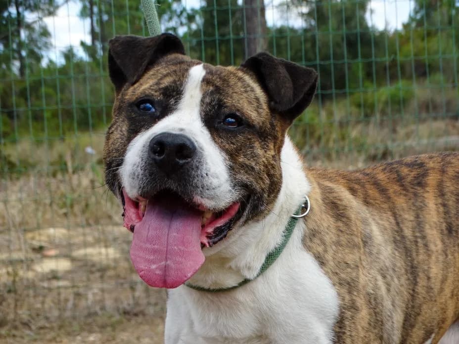 Codea, male Mixed Breed for adoption at Bianca APS