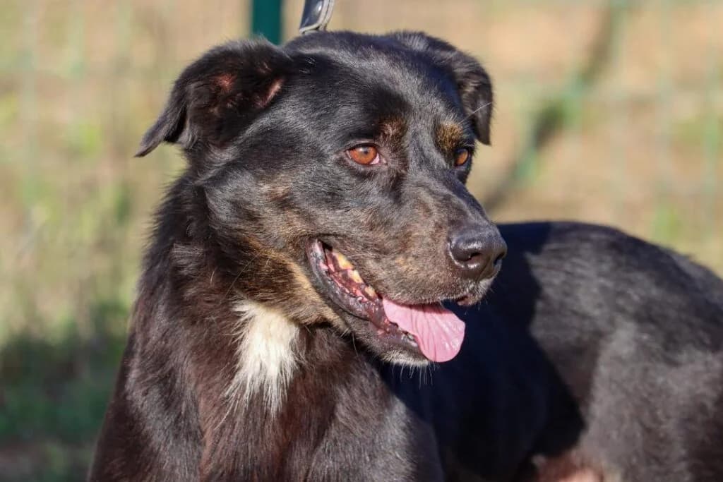 Constantino, Mixed Breed (Bianca APS)