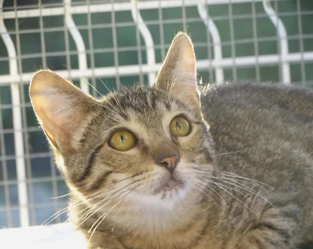 Unas, Mixed Breed (Bianca APS)