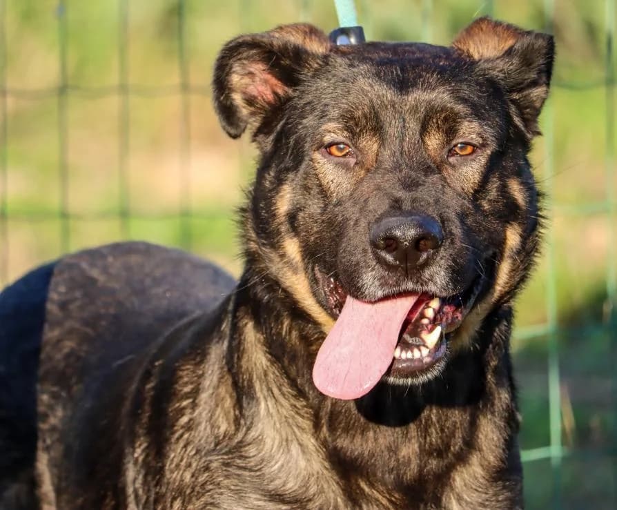 Spencer, male 5yo Mixed Breed for adoption at Bianca APS