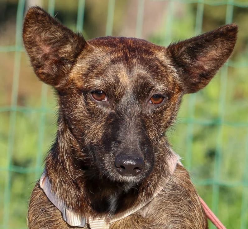 Isabel, female Mixed Breed for adoption at Bianca APS