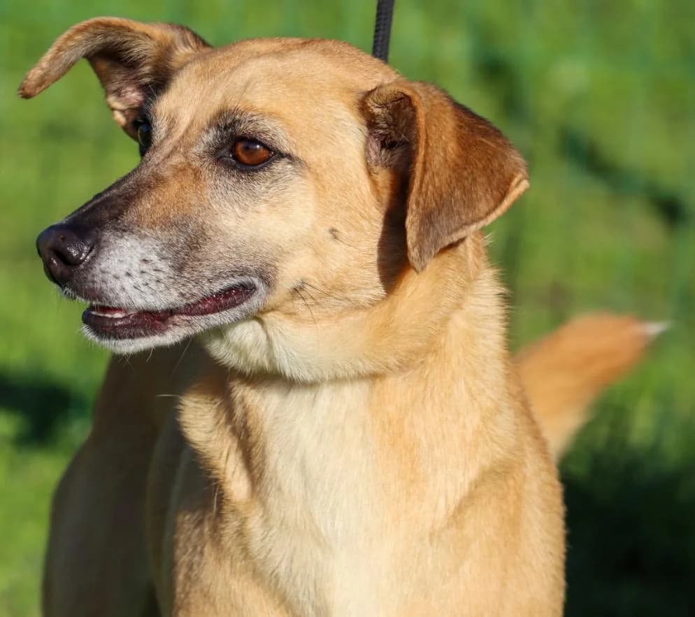 Sunny, female Mixed Breed for adoption at Bianca APS
