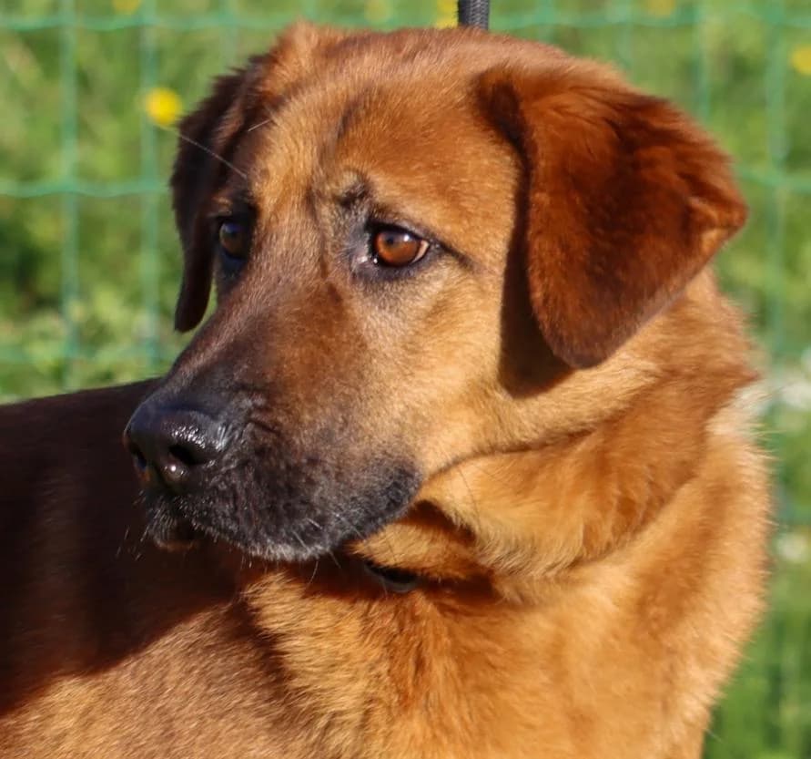 Murphy, male Mixed Breed for adoption at Bianca APS