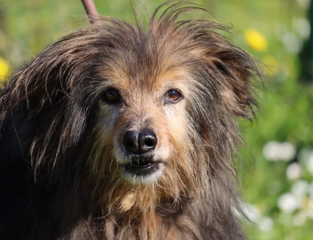 Lima, female senior Mixed Breed for adoption at Bianca APS