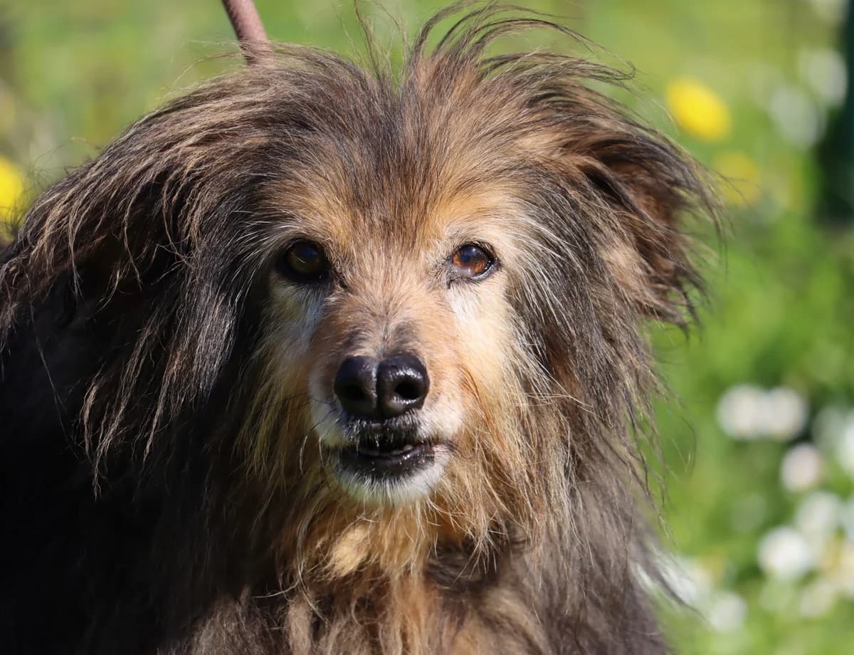 Lima, female senior Mixed Breed for adoption at Bianca APS