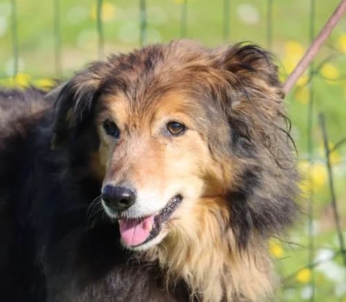 Wendy, female senior Mixed Breed for adoption at Bianca APS