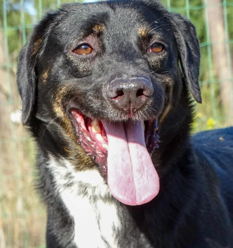 Flash, male Mixed Breed for adoption at Bianca APS