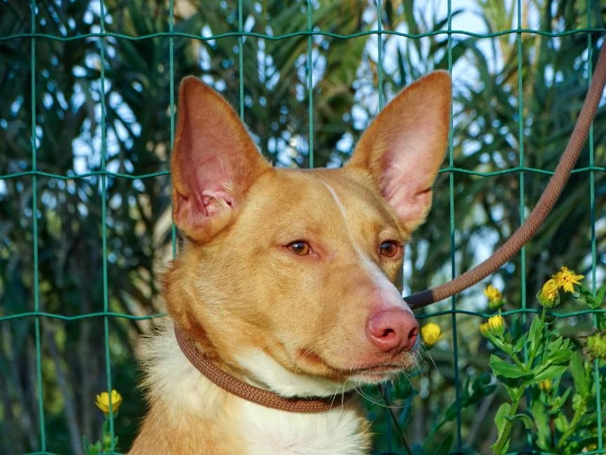 Bambi – Reservado, male Mixed Breed for adoption at Bianca APS