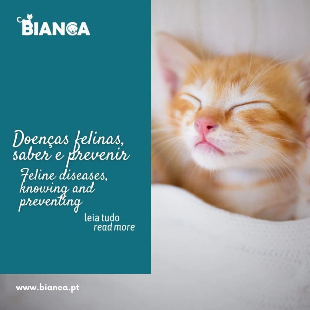 Conheça os Sinais: Problemas de Saúde Comuns em Gatos 🩺